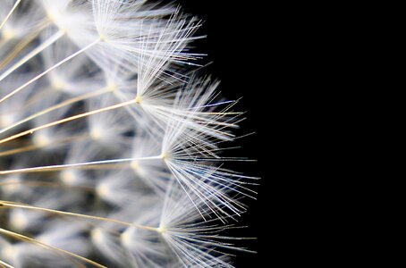 Fluffy bright slightly