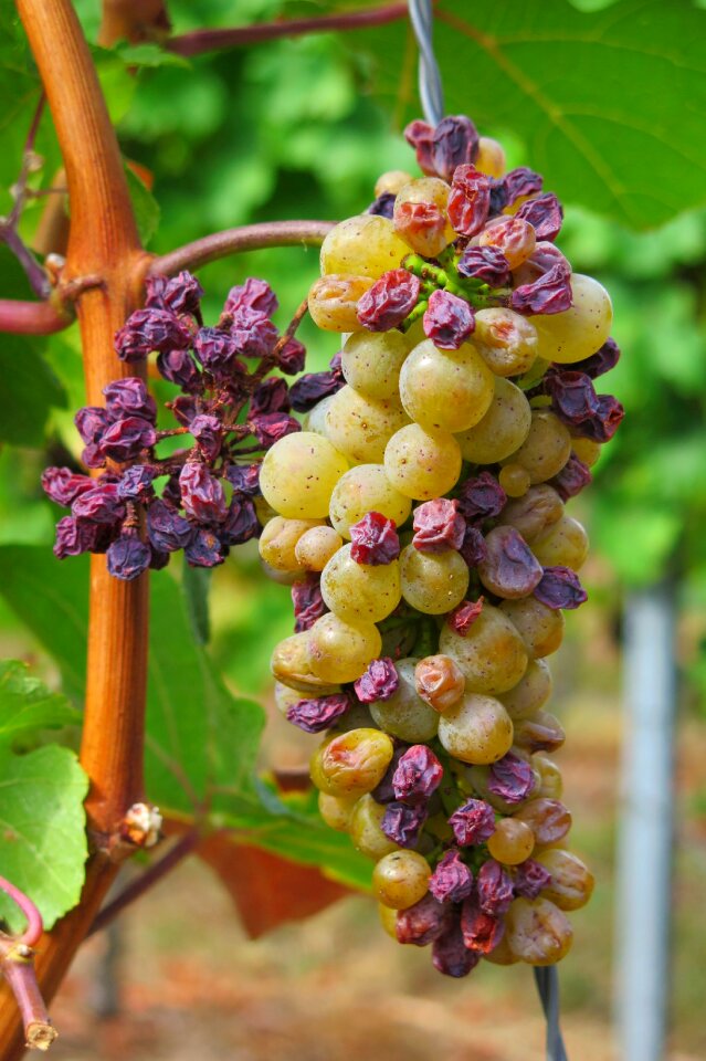 Autumn fruit vine
