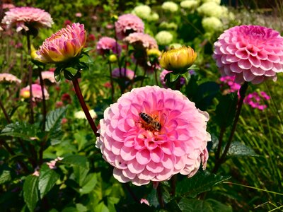 Bloom insect bed