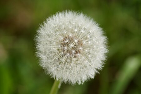 Flower seeds common dandelion photo