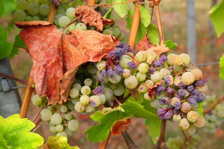 Autumn fruit vine photo
