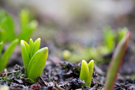 Flower bulbs the growing spring