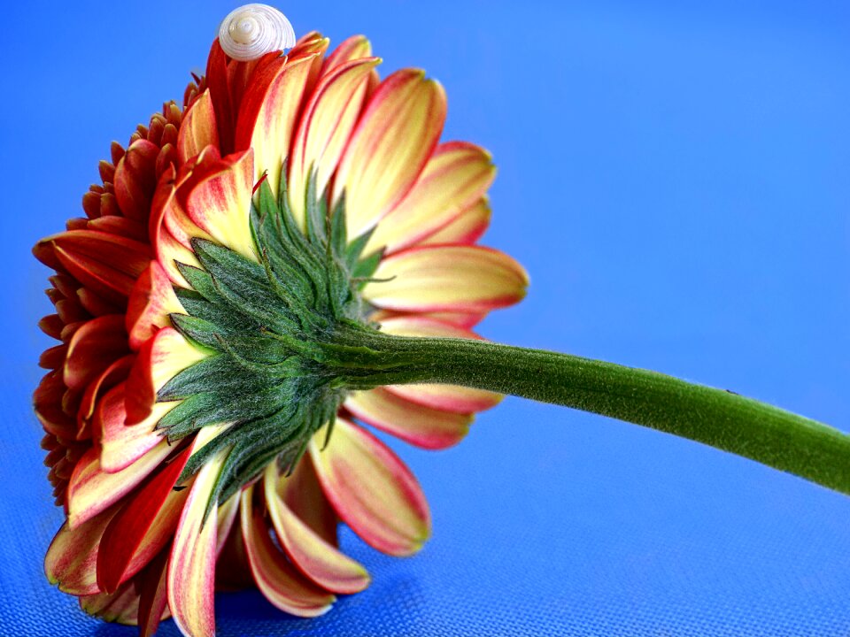 Close up flower yellow photo