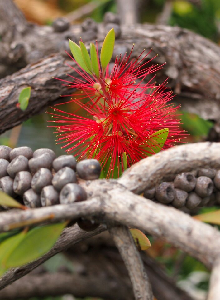 Japanese garden botany nature
