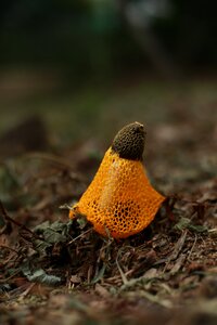 Plants hill fungi photo