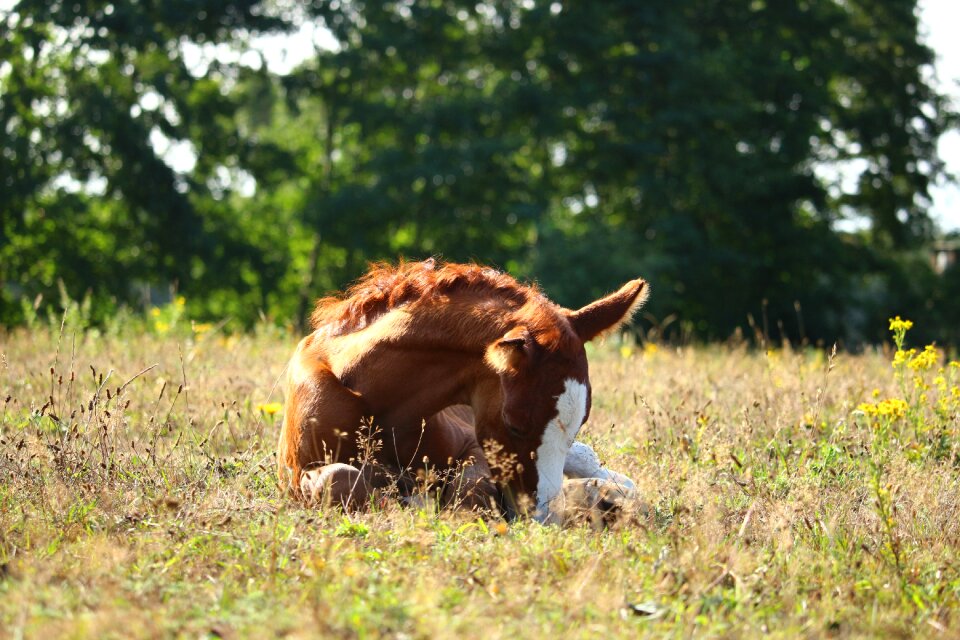 Sleep pasture suckling