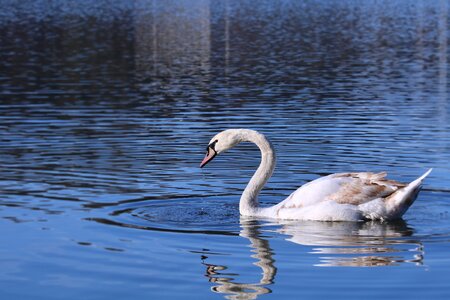 Swan water surface