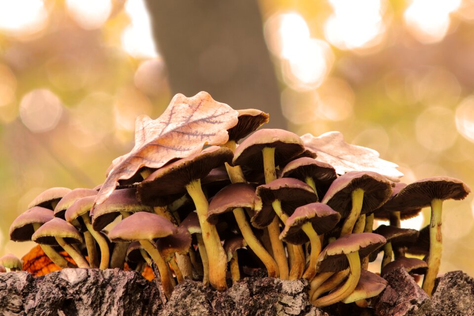 Toxic stump leaflet