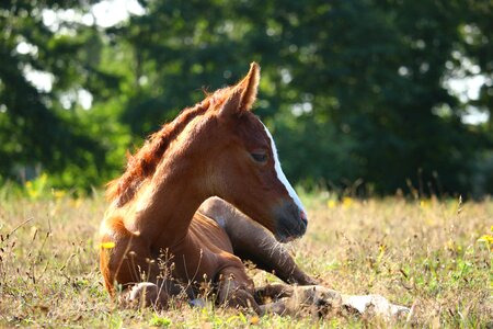 Fuchs mare pasture