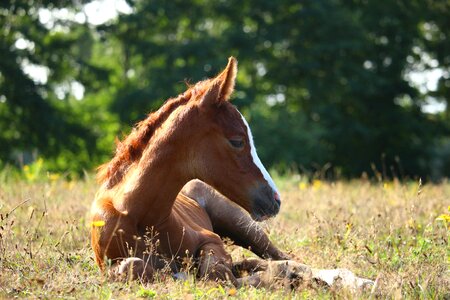 Fuchs mare pasture photo