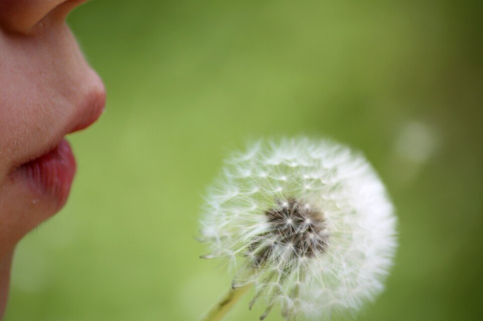 Close up wild flower dandelion seeds