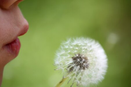 Close up wild flower dandelion seeds photo