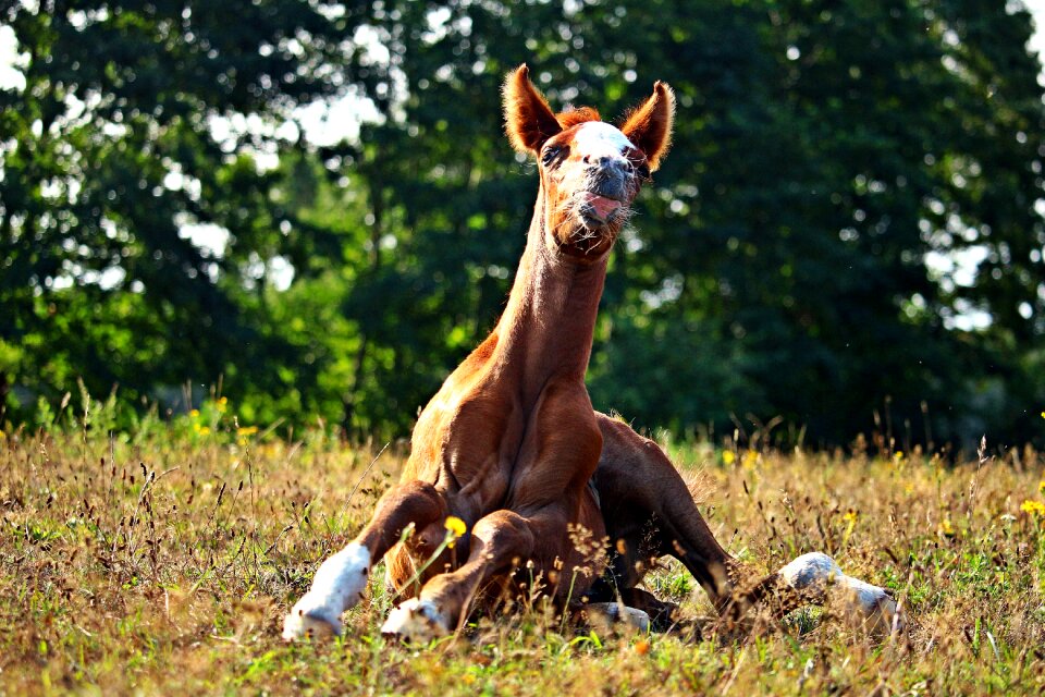 Thoroughbred mare animal