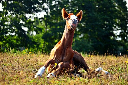 Thoroughbred mare animal photo