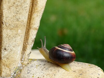 Slimy bauchfuessler nature