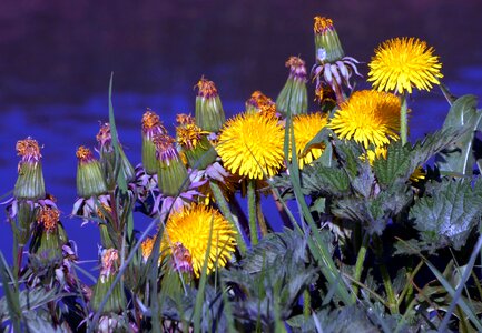 Dandelion blossomed yellow photo