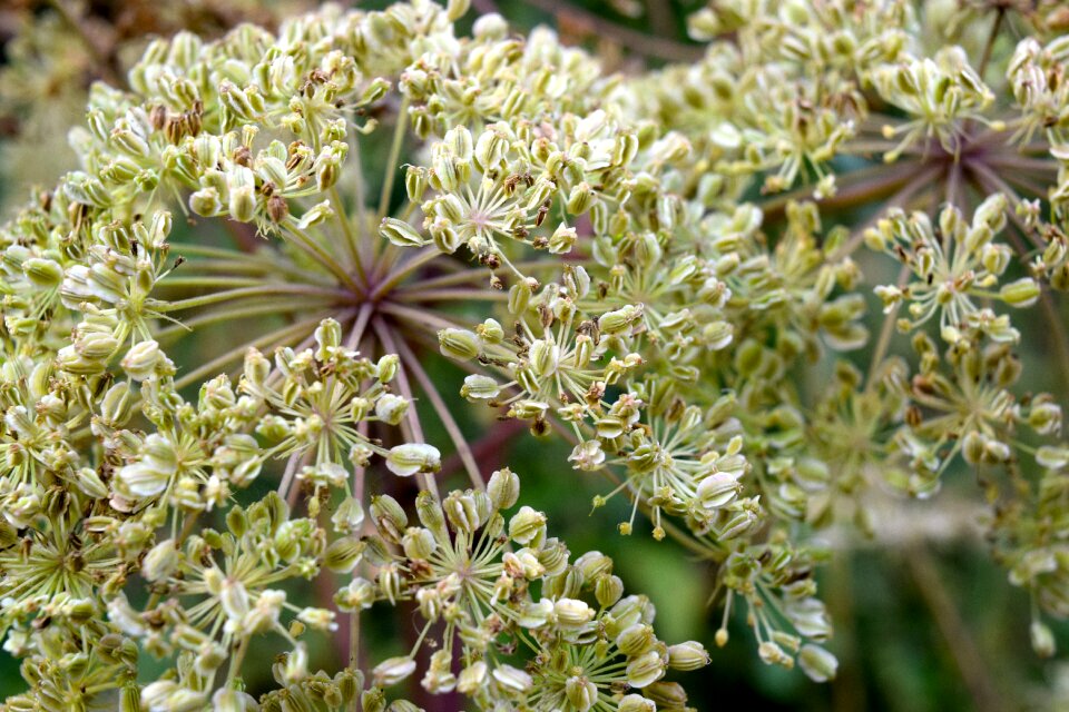 Nature close up tender