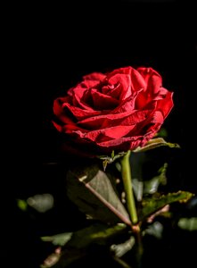 Nature romantic love