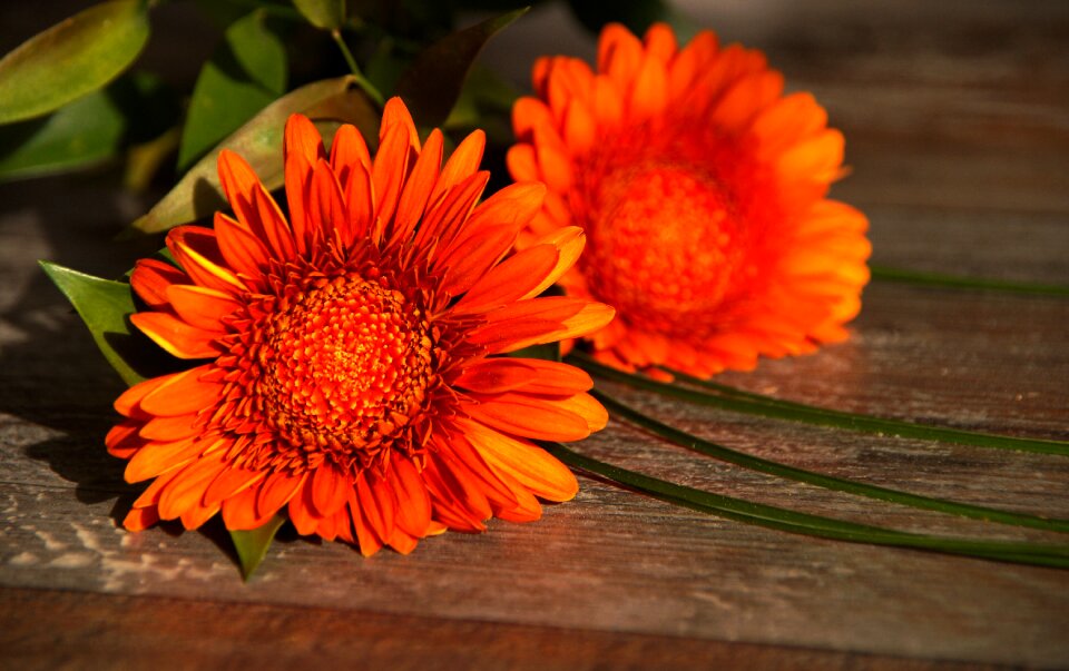 Summer floral gerbera
