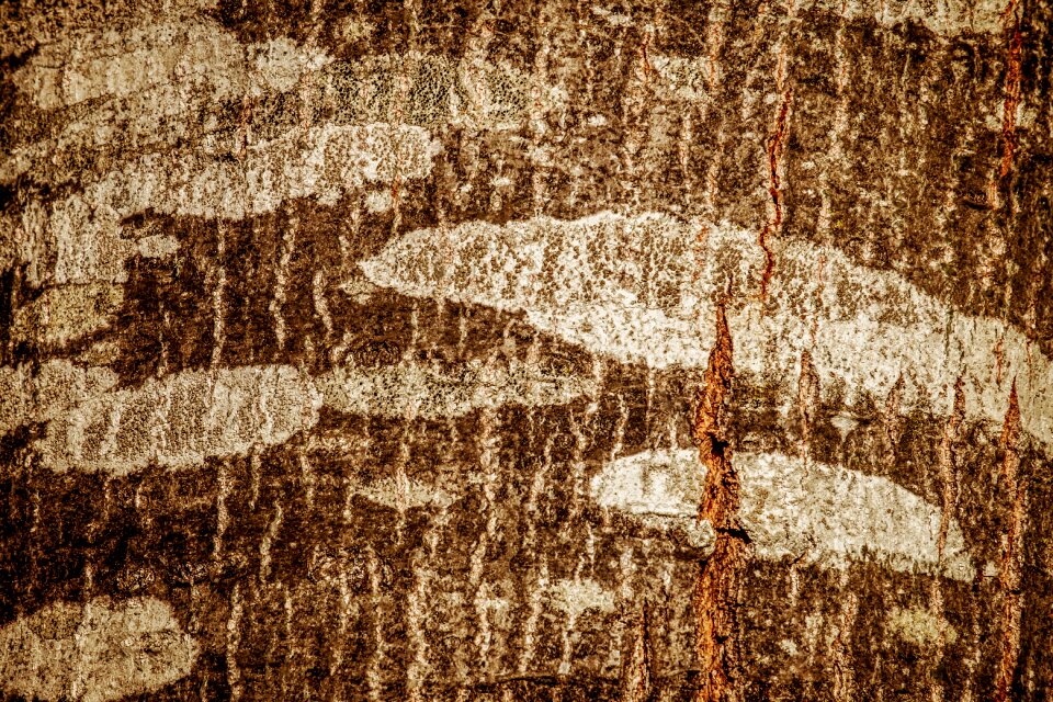 Scarlet oak nature wood