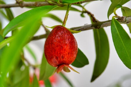 Mature red healthy
