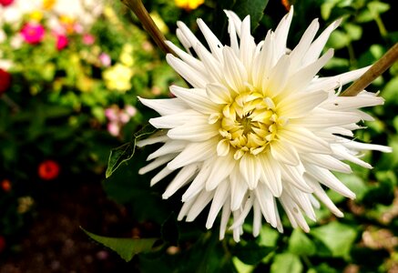 Plant blossom bloom