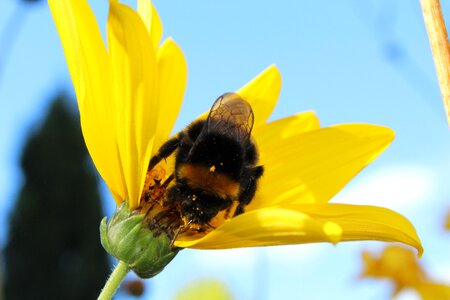 Plant garden pollen