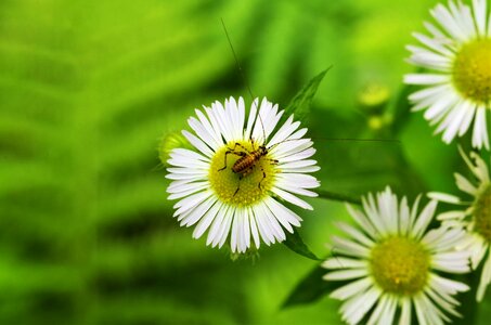 Flower with insect grillo white daisy