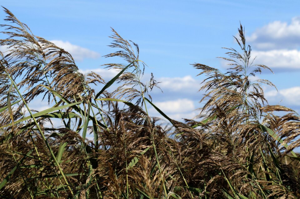Sky blue field cereals