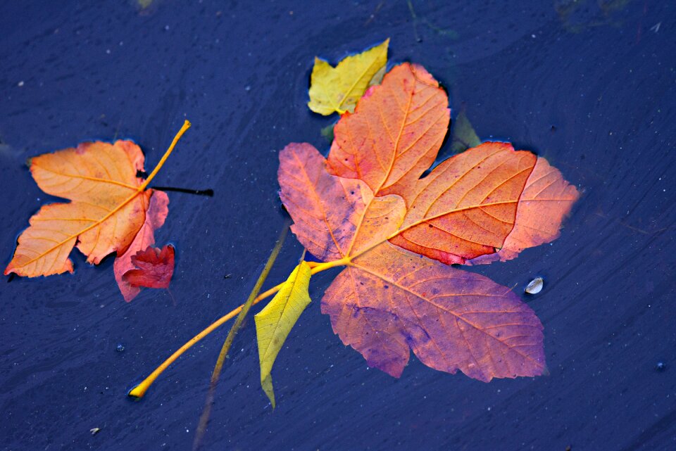 Fall leaves colorful vein