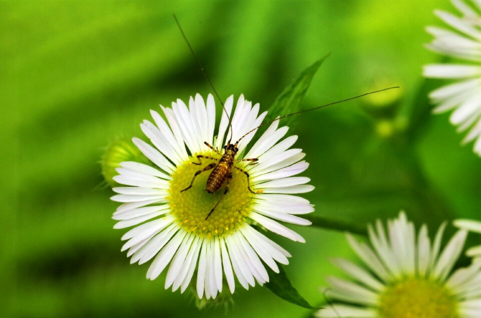 Flower with insect grillo white daisy