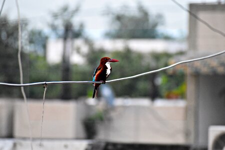 Bird kingfisher perched