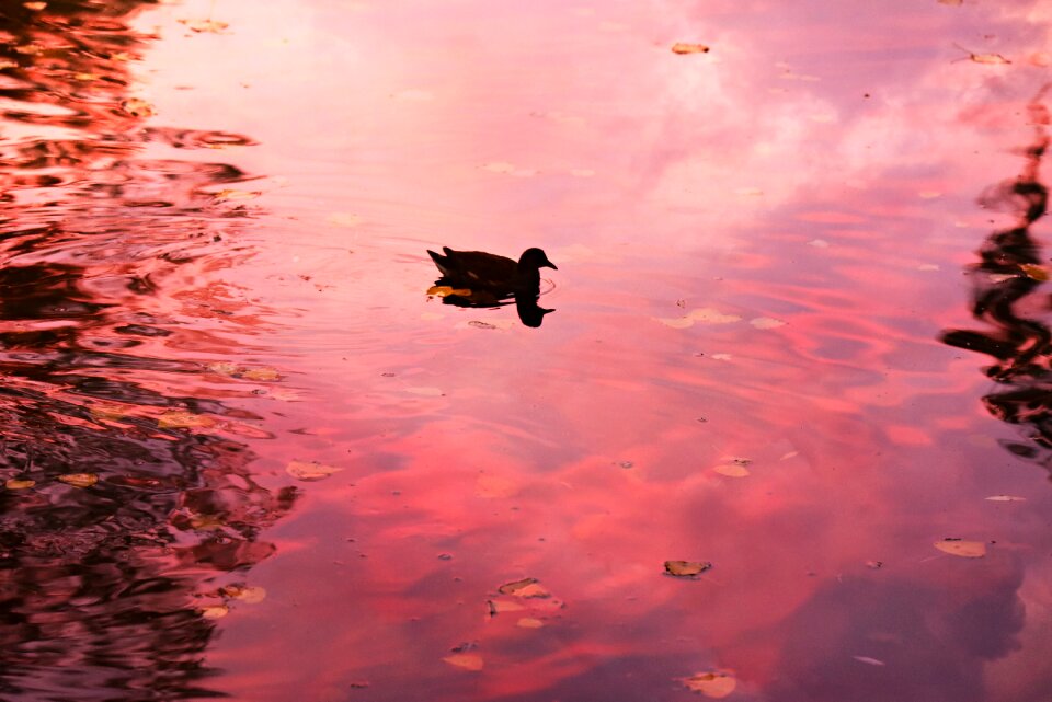Bird waterbird swimming