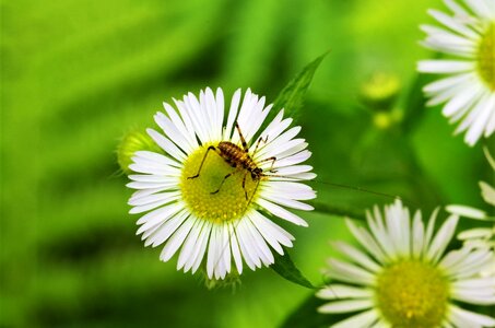 Flower with insect grillo white daisy