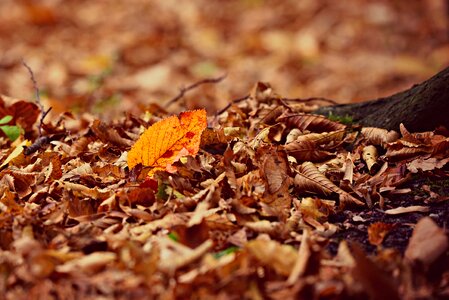 Season dry carpet of leaves photo