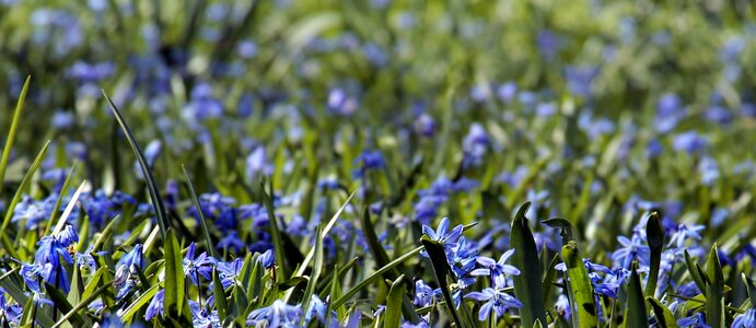 Flowers plant meadow