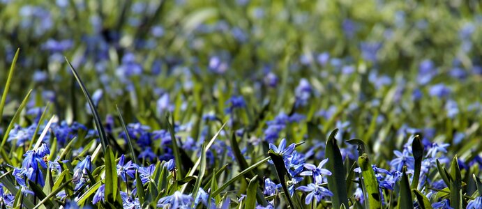 Flowers plant meadow photo