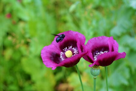 Meadow collect pollen blue wooden bee
