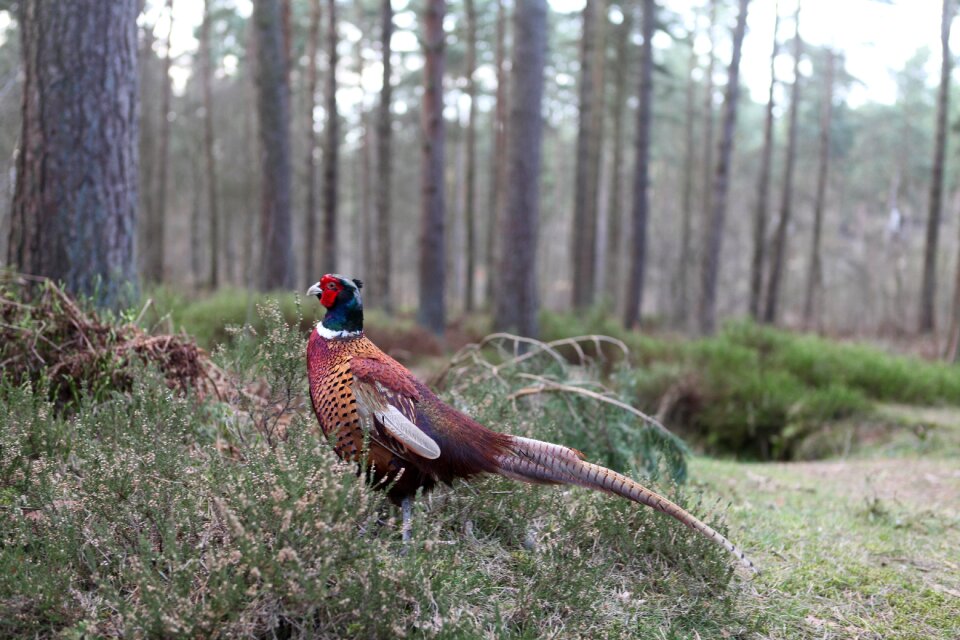 Pheasant woods bird
