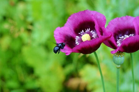 Blue wooden bee pollination nature
