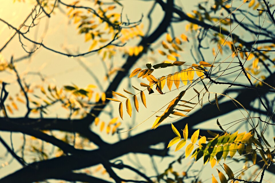 Foliage autumn colors sunlight