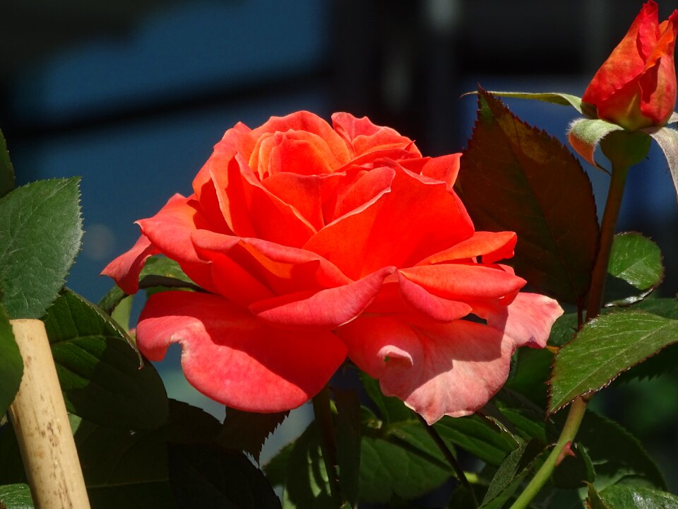 Flowers tender rose red rose