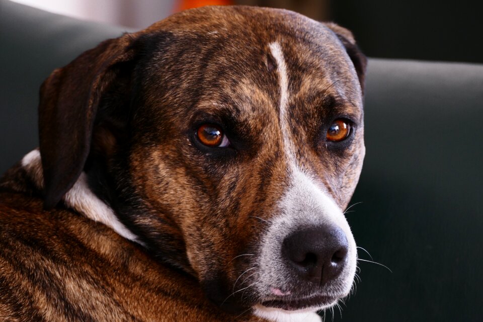 Portrait nose brown