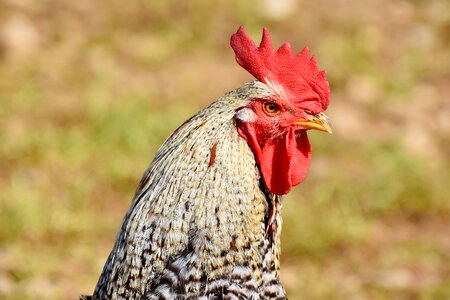 Cockscomb chicken gockel photo