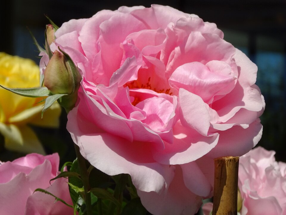 Rose flowers pink roses