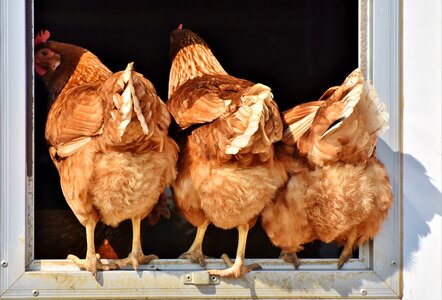 Rump butt free range