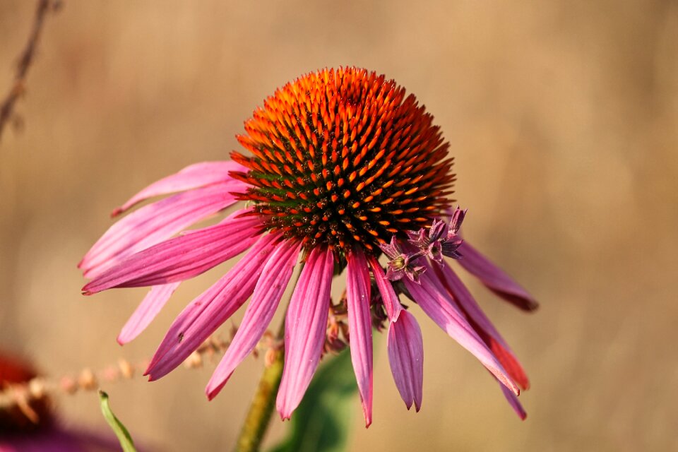 Blossom bloom garden plant