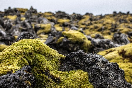 Green landscape stones photo