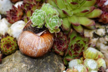 Garden snail shell close up photo