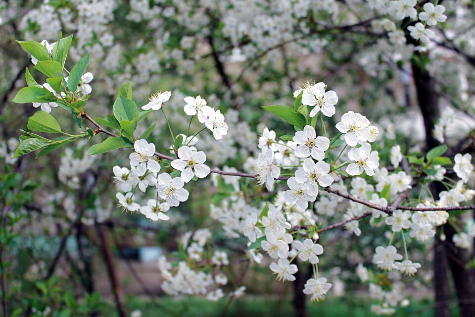 Cherry blossoms living nature may